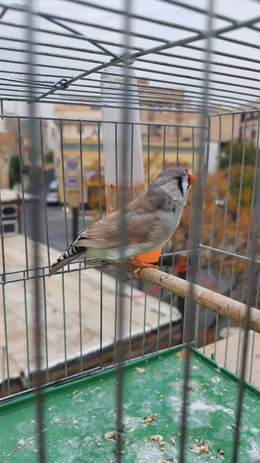 فنچ زبرا انگلیسی|پرنده|تهران, خزانه|دیوار