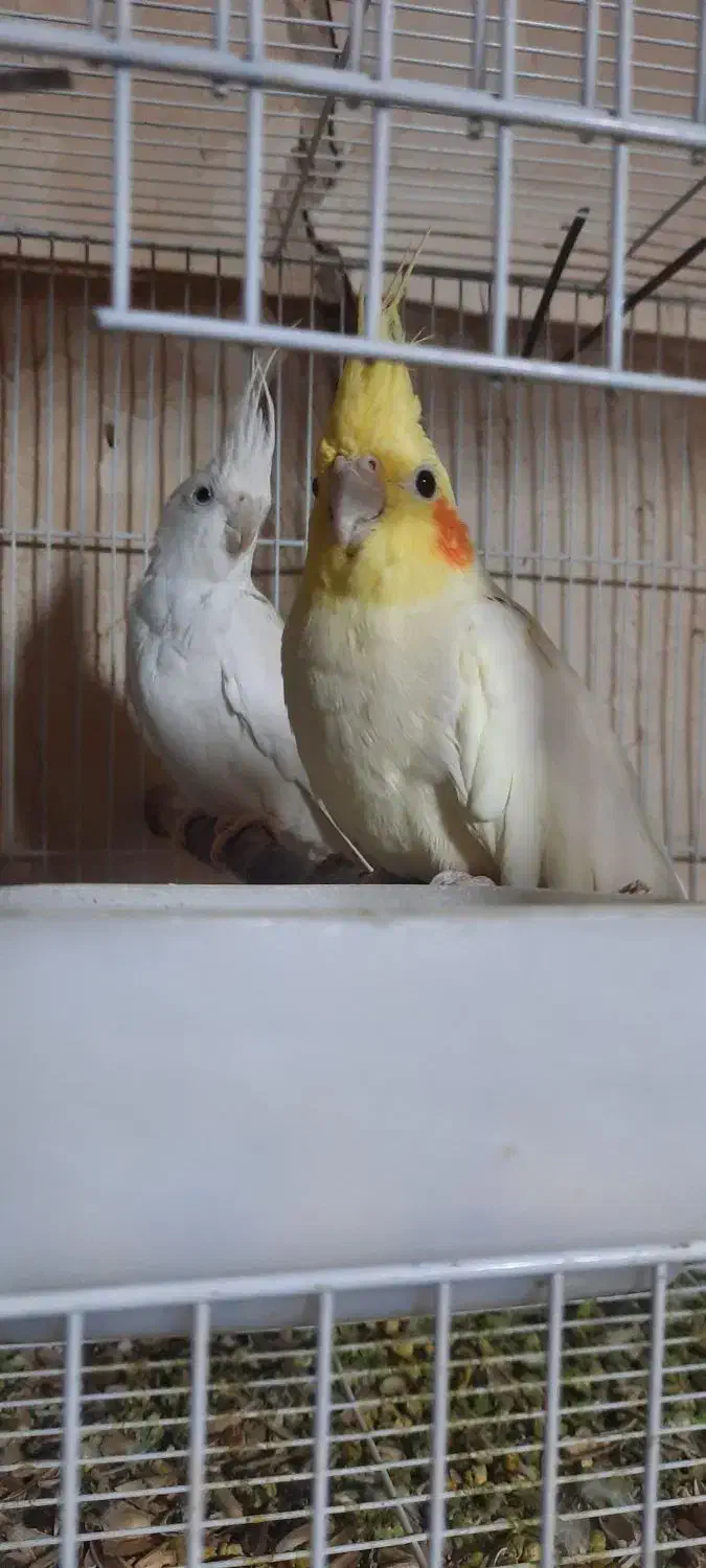 جفت طوطی عروس هلندی|پرنده|بجنورد, |دیوار