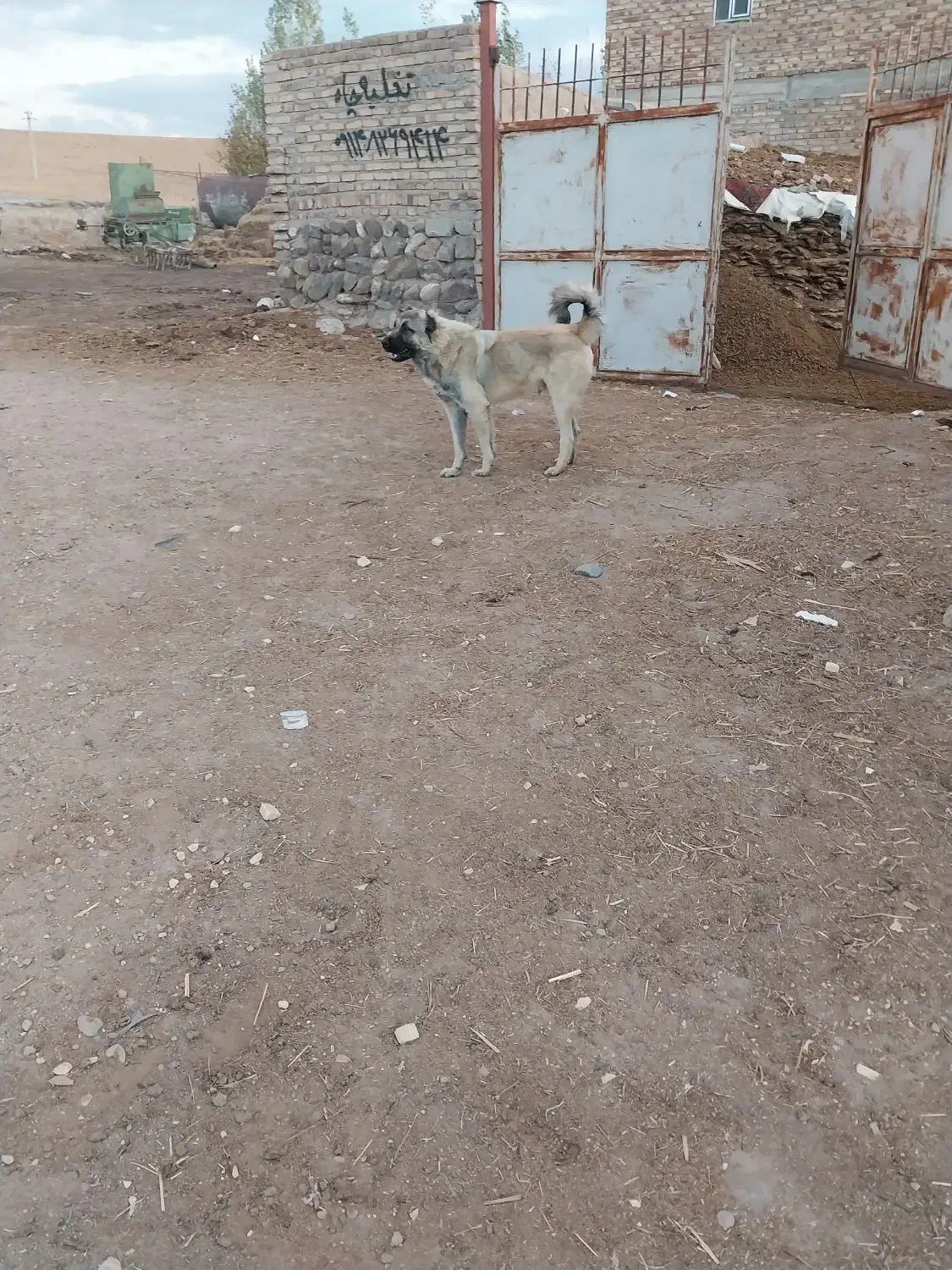 سگ گله ۱۳ ماهه اصیل|سگ|سراب, |دیوار