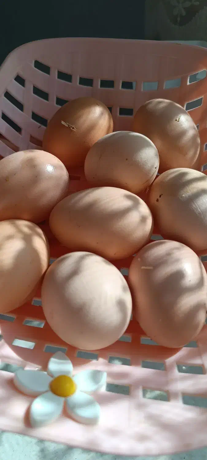 تخم مرغ محلی|خوردنی و آشامیدنی|سبزوار, مدرس|دیوار