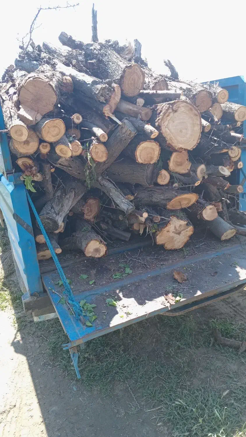 خرید انواع درخت به قیمت روز|خدمات باغبانی و درختکاری|انزل, |دیوار