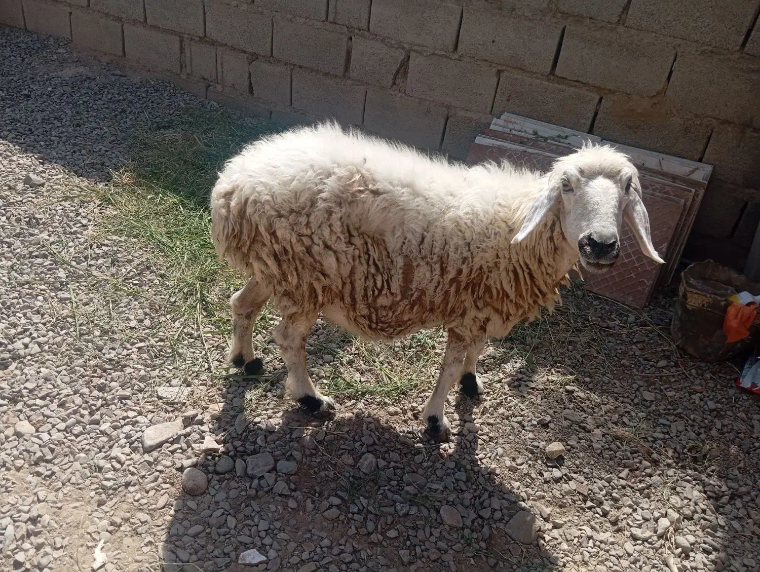 میش|حیوانات مزرعه|بمپور, |دیوار