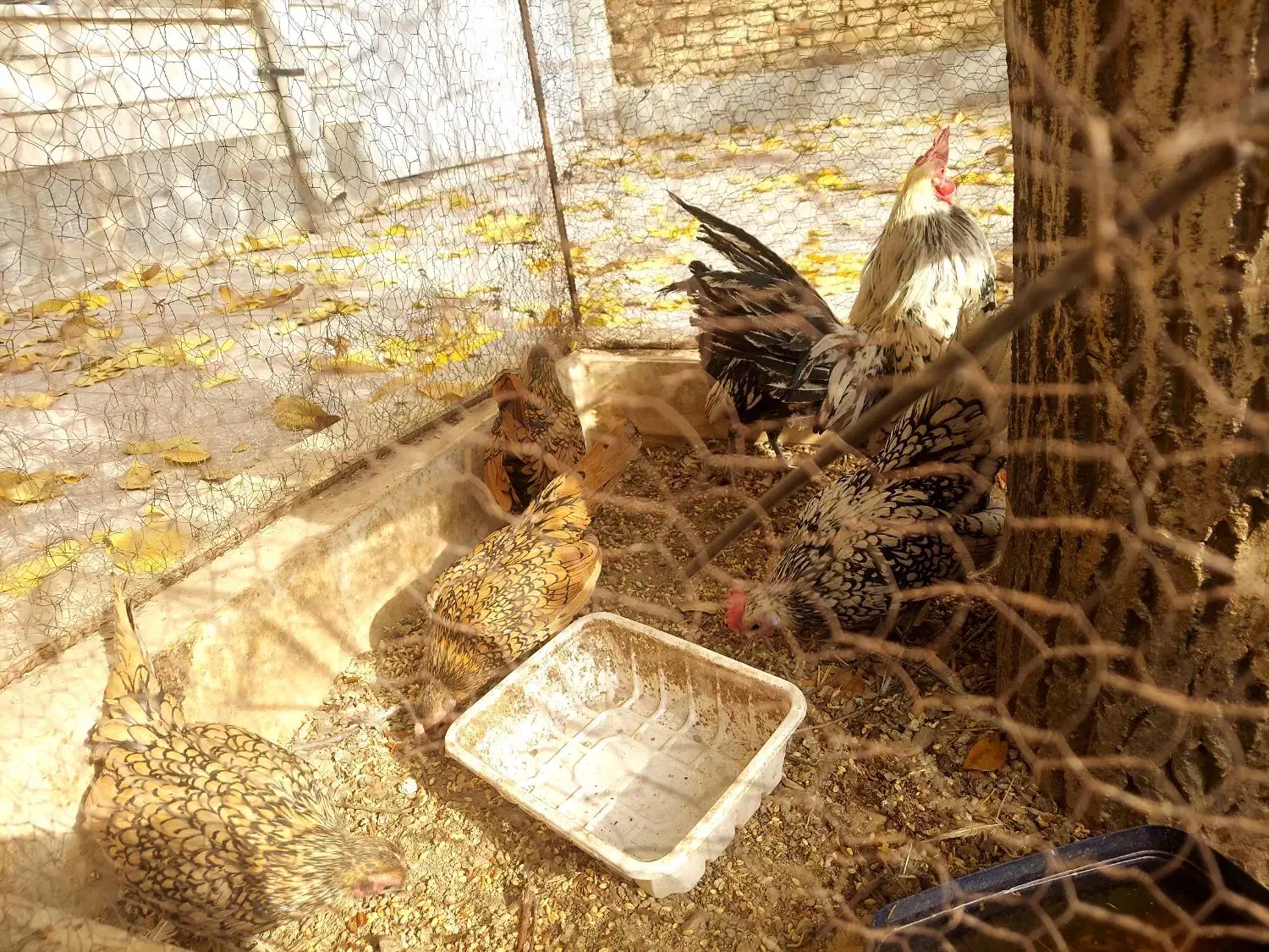 مرغ و خروس سبرایت مینیاتوری|حیوانات مزرعه|الیگودرز, |دیوار