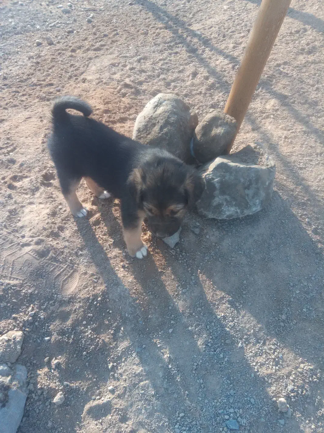 واگذاری توله سگ|سگ|یزد, |دیوار