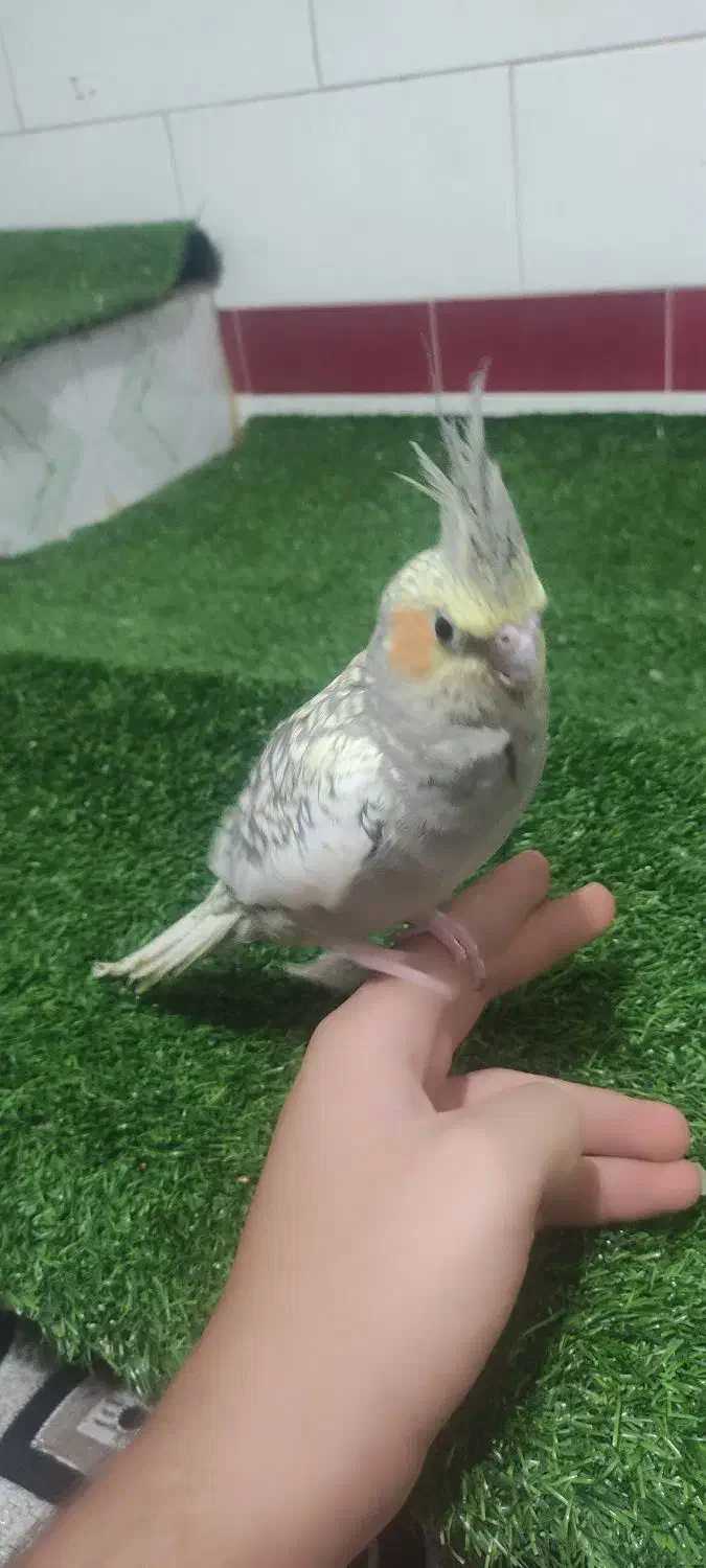 عروسی هلندی|پرنده|شوشتر, |دیوار