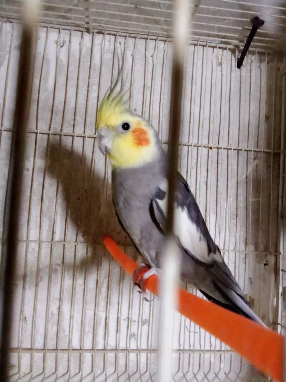 عروس سیامون نربالغ سه عدد|پرنده|تربت‌حیدریه, حسنی بالا|دیوار