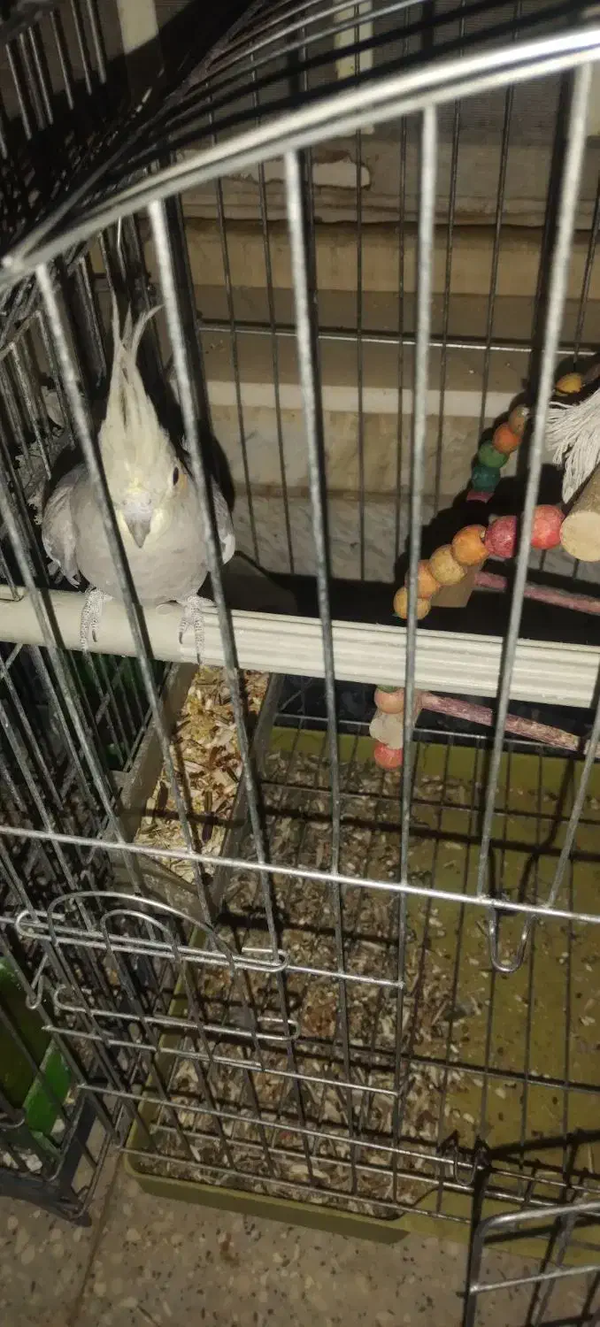 عروس هلندی|پرنده|شیراز, شاه قلی بیگی|دیوار