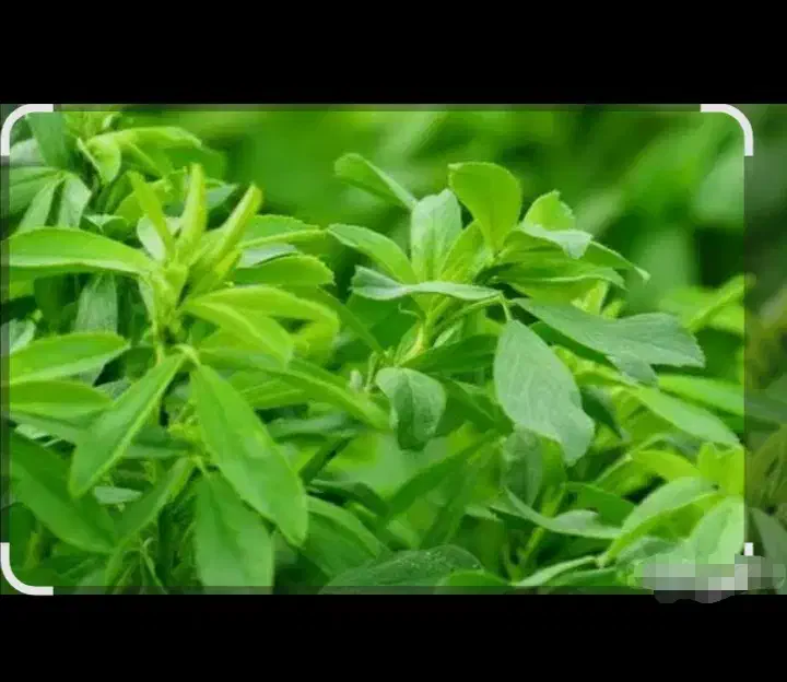 زمین با درخت کبوده. کران|فروش زمین و ملک کلنگی|فارسان, |دیوار