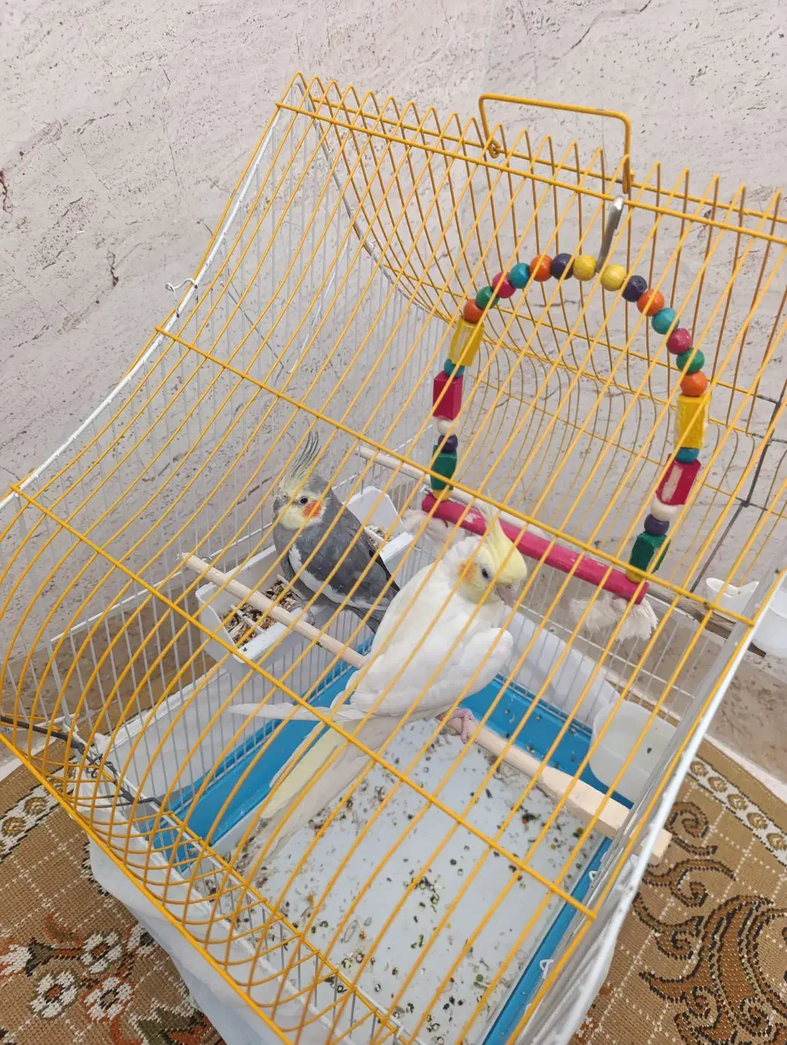 فرش عروس هلندی|پرنده|پیرانشهر, |دیوار