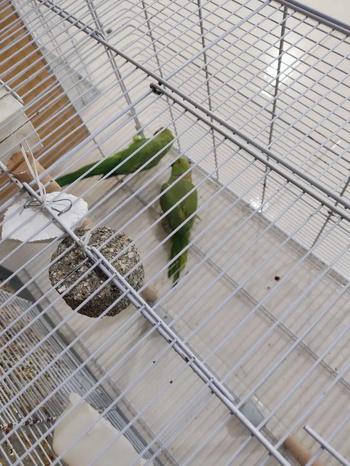 ملنگو|پرنده|سی‌سخت, |دیوار