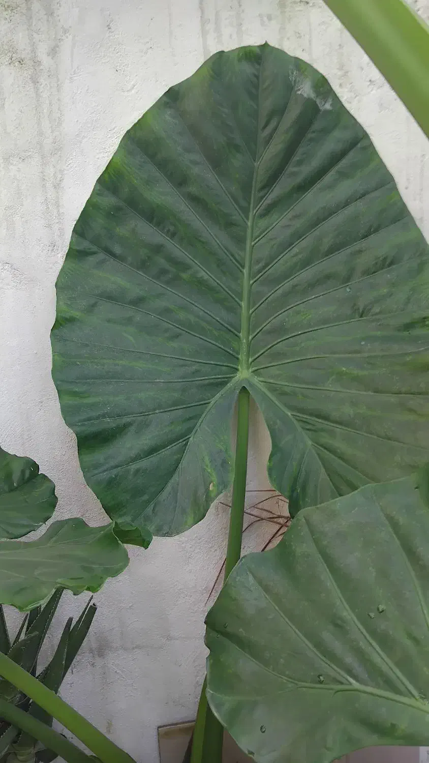 گل بابا آدم|گل و گیاه طبیعی|رشت, باهنر|دیوار