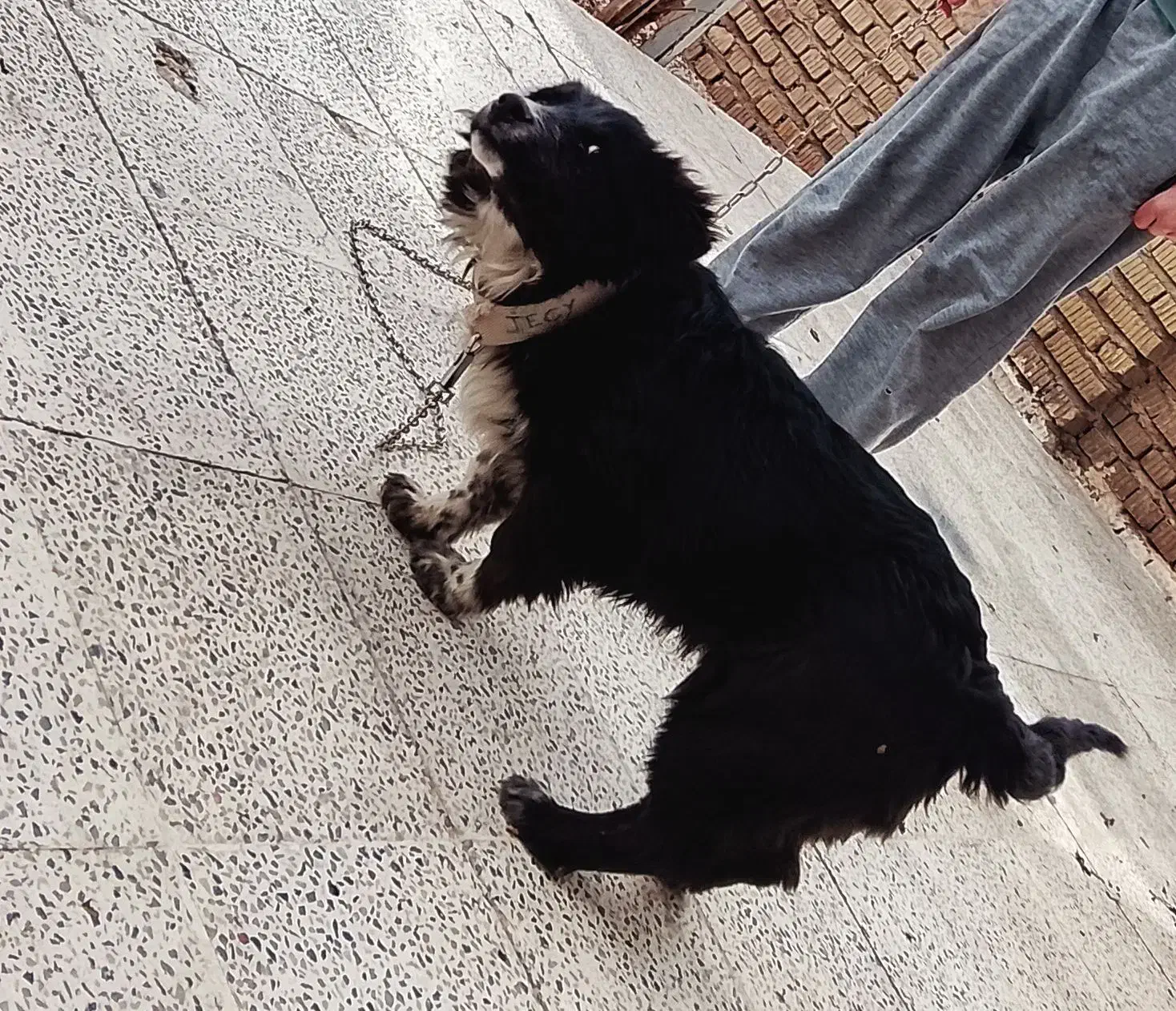 سگ نر برای گله|سگ|ارسنجان, |دیوار