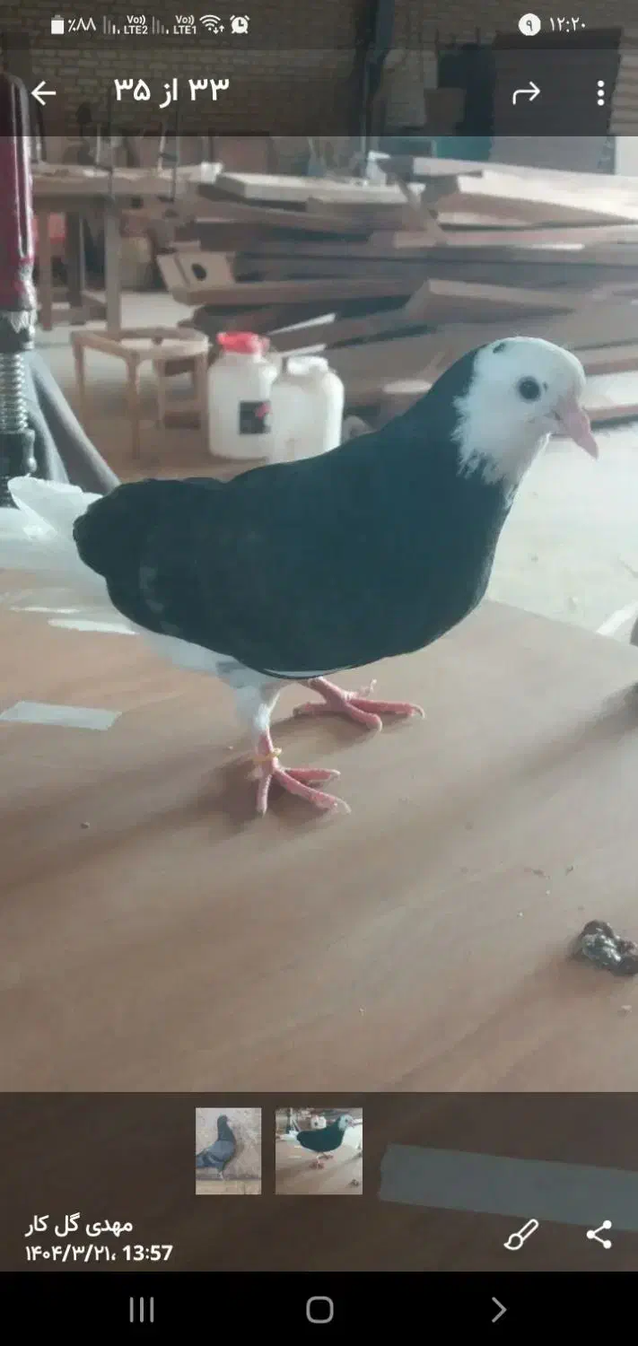 مغلوف ماده|حیوانات|قم, کلهری|دیوار