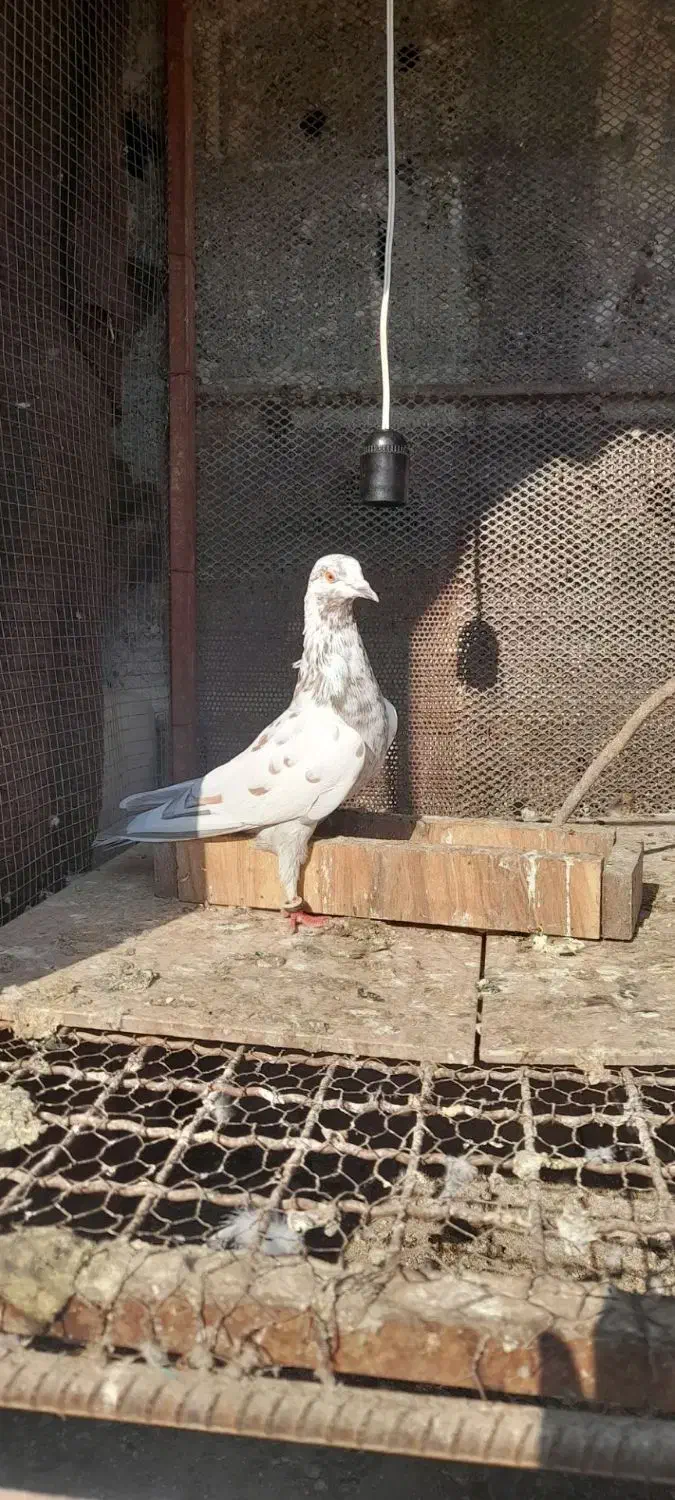 کبوتر پرشی|پرنده|علیآباد کتول, |دیوار