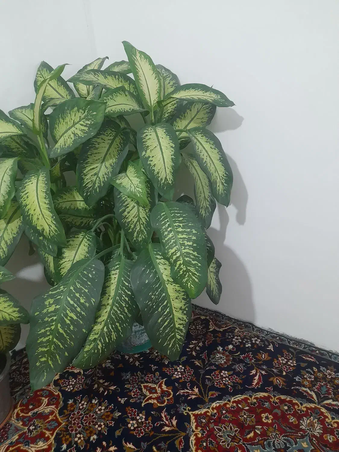 این گل زیبا طبیعی ب فروش میرسد|گل و گیاه طبیعی|مریوان, |دیوار