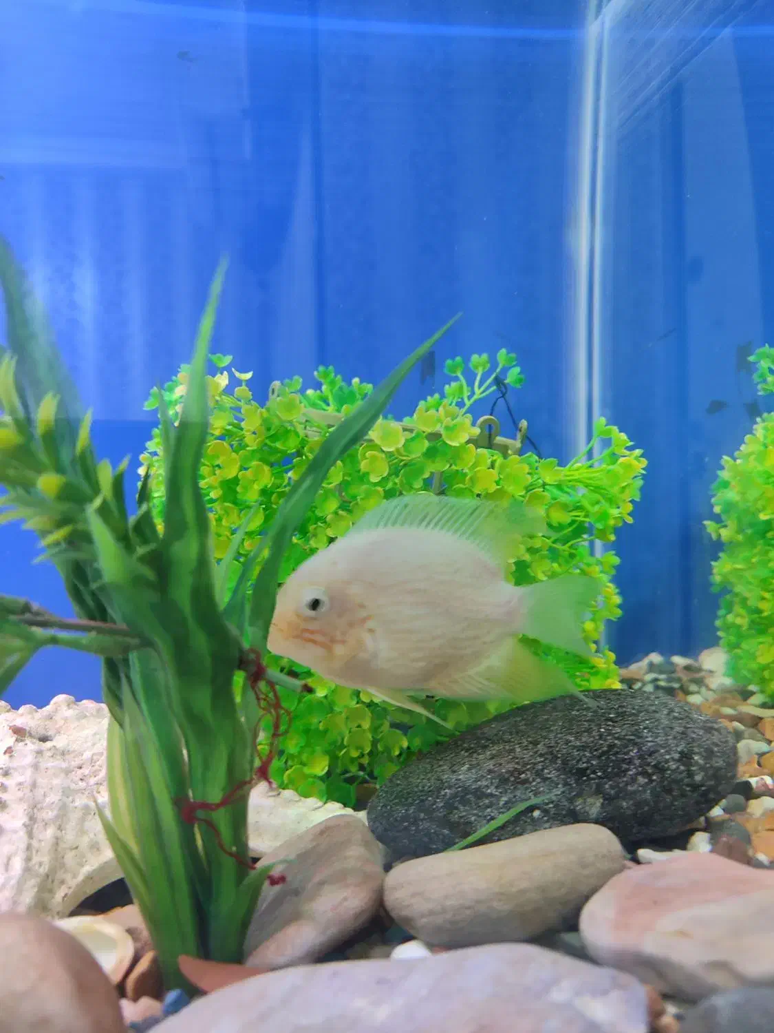 ماهی آکواریوم|ماهی|مسجد سلیمان, |دیوار