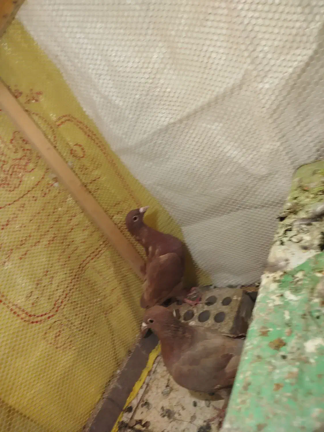 کفتر گلی|پرنده|زرند, |دیوار