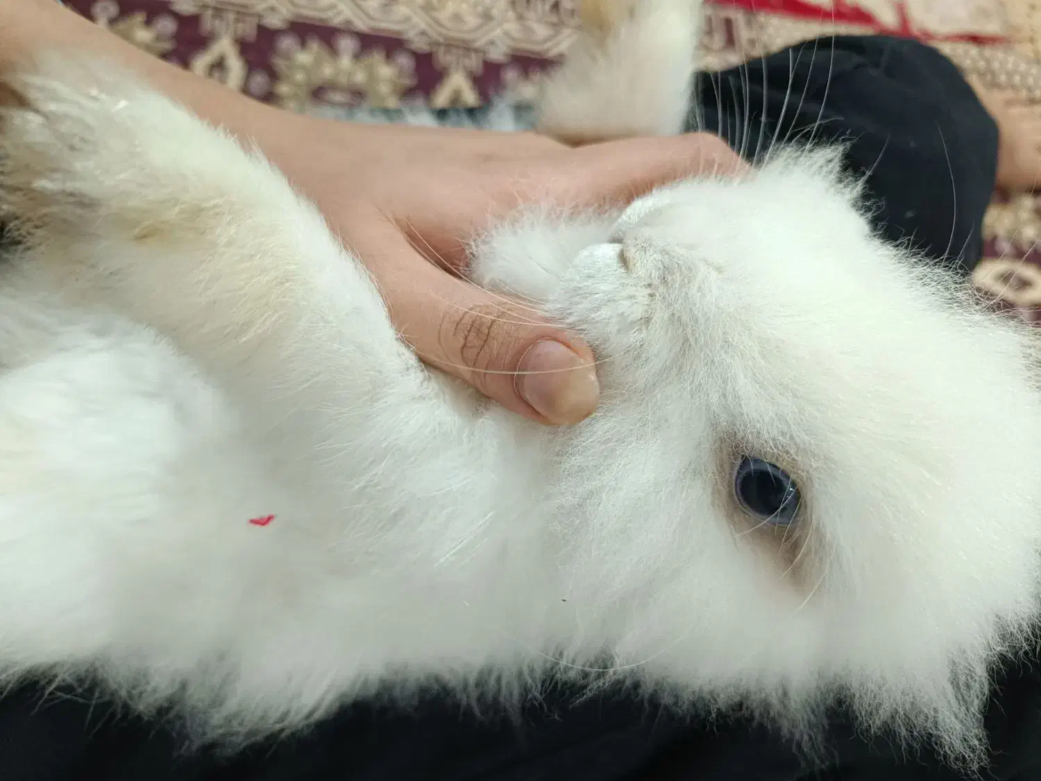 خرگوش لپ|موش و خرگوش|قرق, |دیوار