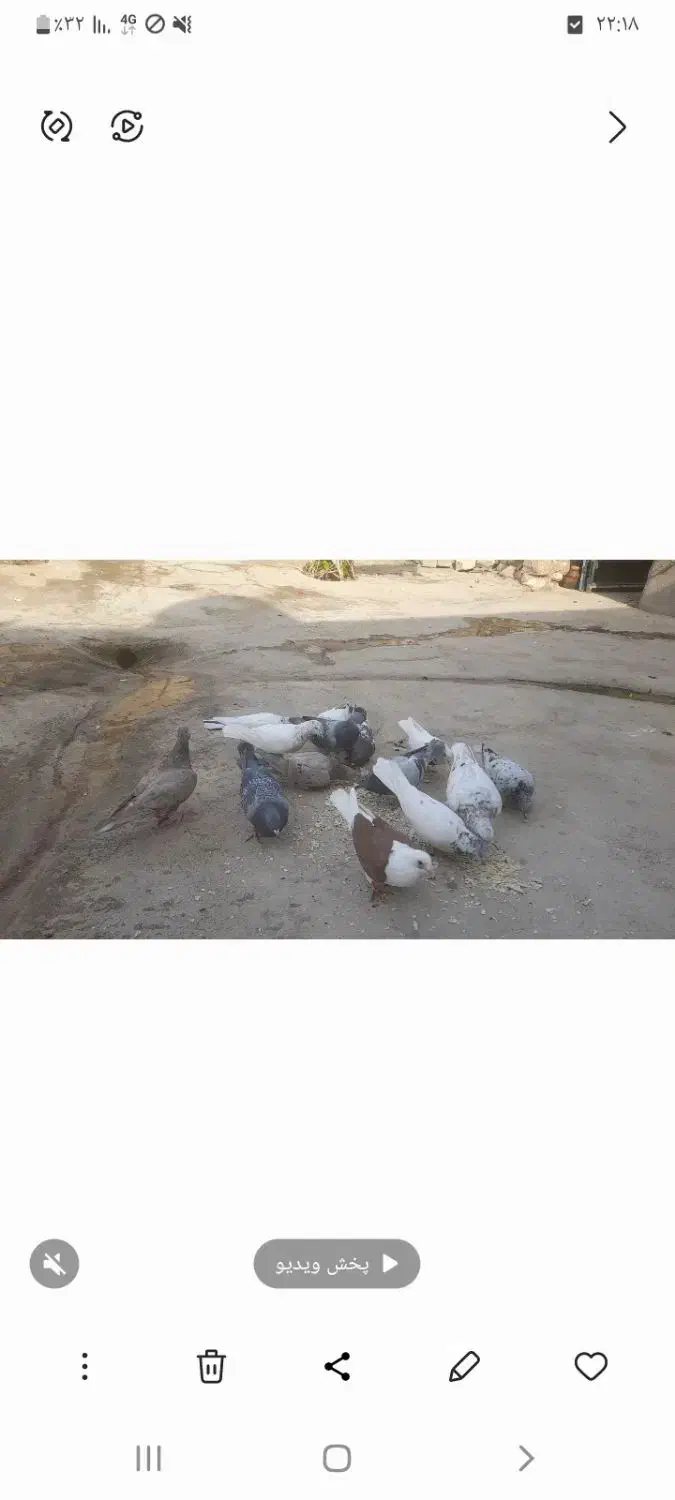 کبوتر نر وماده|پرنده|منج, |دیوار