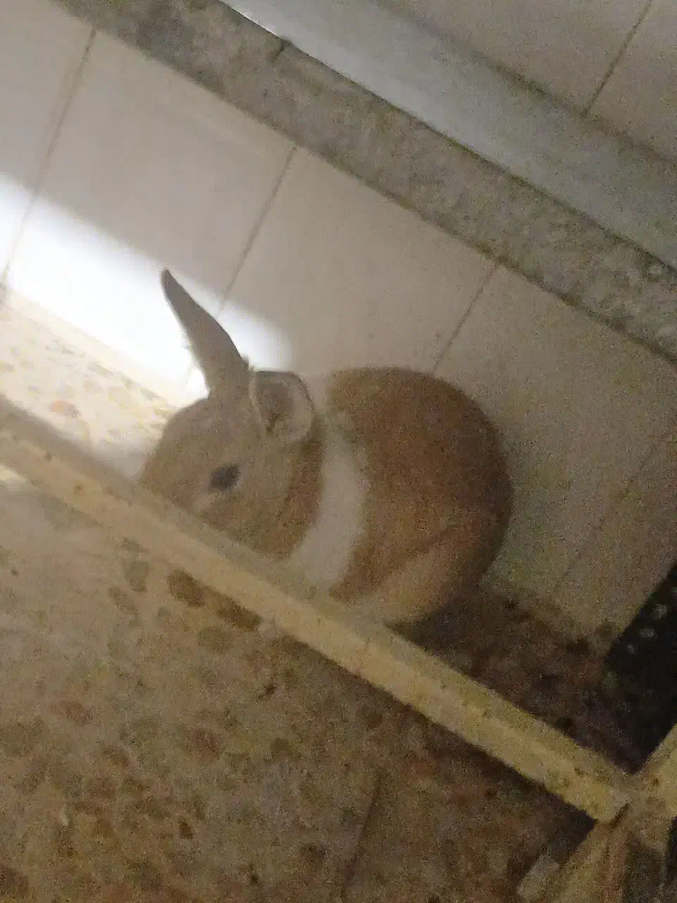 خرگوش|موش و خرگوش|اشتهارد, |دیوار