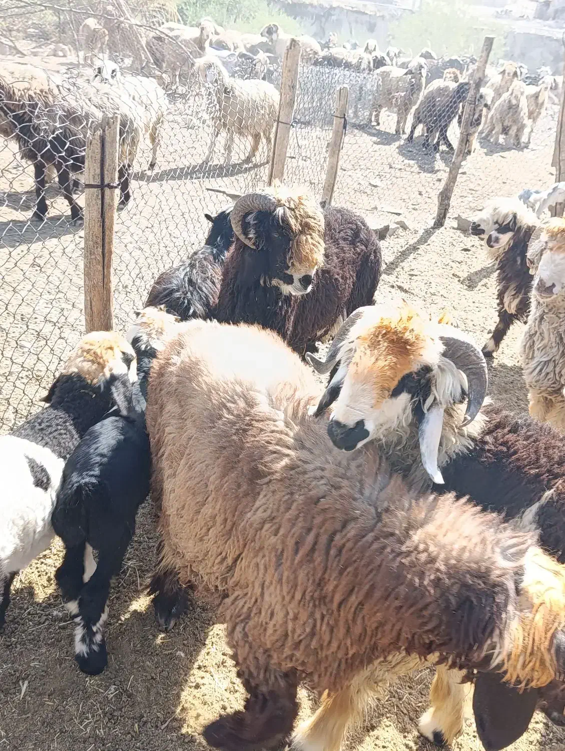 فروش بره قوچی|حیوانات مزرعه|نورآباد ممسنی, |دیوار