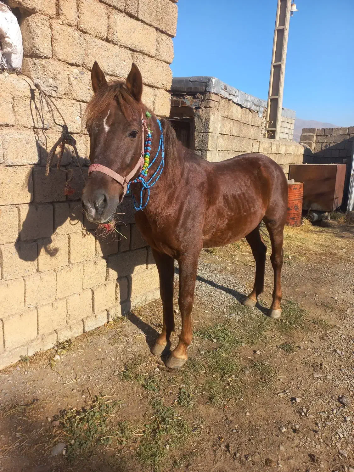 اسب کرد|اسب و تجهیزات اسب‌سواری|ارومیه, |دیوار