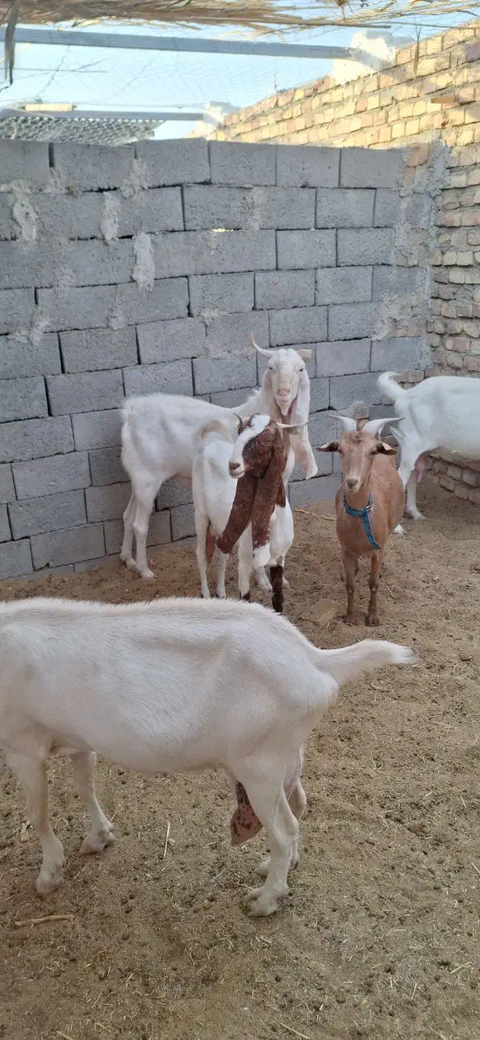 تعداد ۷ بز گلابی ۶ بز و یه تکه .و چند بزغاله گلابی|حیوانات مزرعه|قائن, |دیوار
