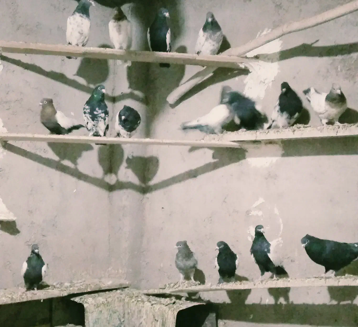 کبوترملقی|پرنده|زرند, |دیوار