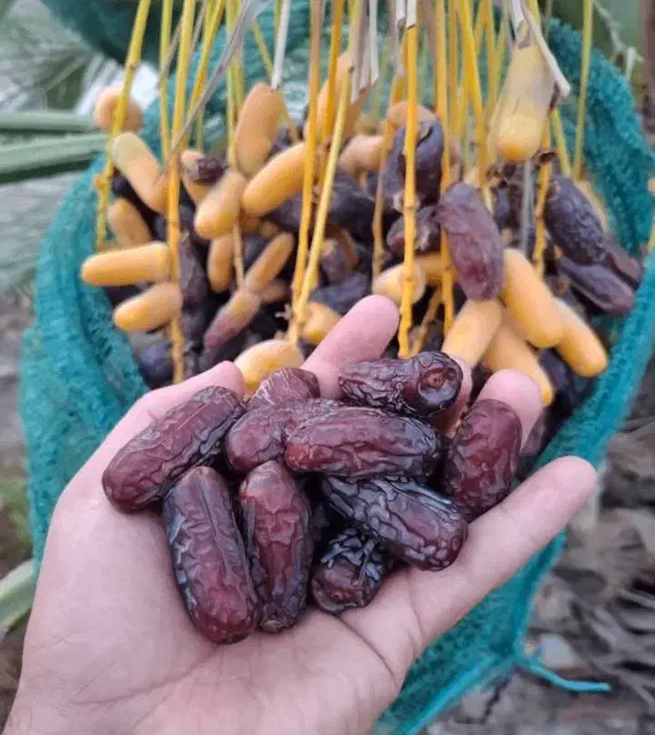 خرما پیارم درجه یک|خوردنی و آشامیدنی|جهرم, |دیوار