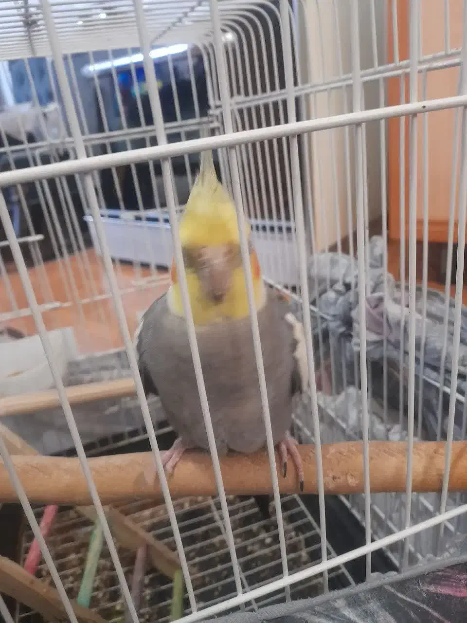 عروس هلندی نر سخنگو|پرنده|پاکدشت, پاکدشت (مامازند)|دیوار