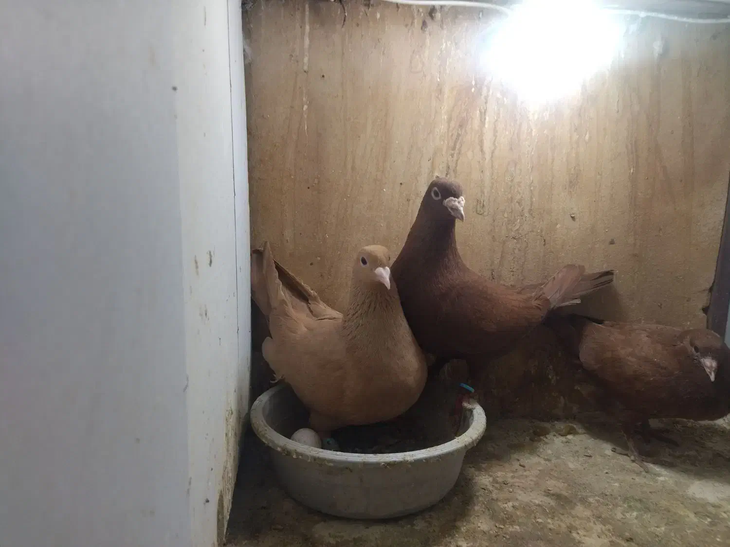 ۳جفت درجه یک|پرنده|مشهد, ایثار|دیوار