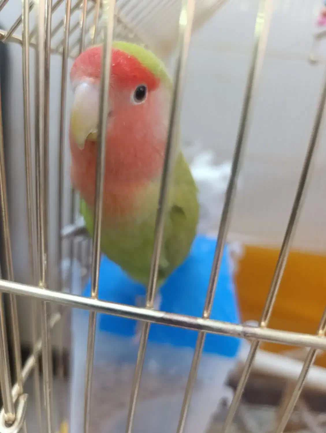 کوتوله برزیلی|پرنده|اصفهان, کشاورزی|دیوار