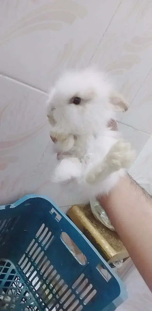 خرگوش لپ مینی|موش و خرگوش|مشهد, آیت الله خامنه‌ای|دیوار