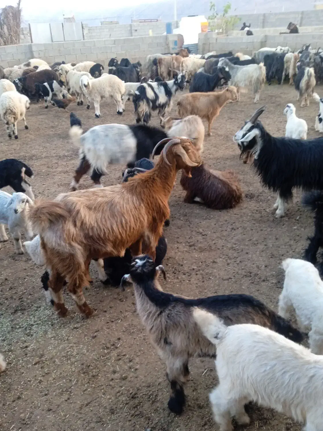 فروش|حیوانات مزرعه|سروستان, |دیوار