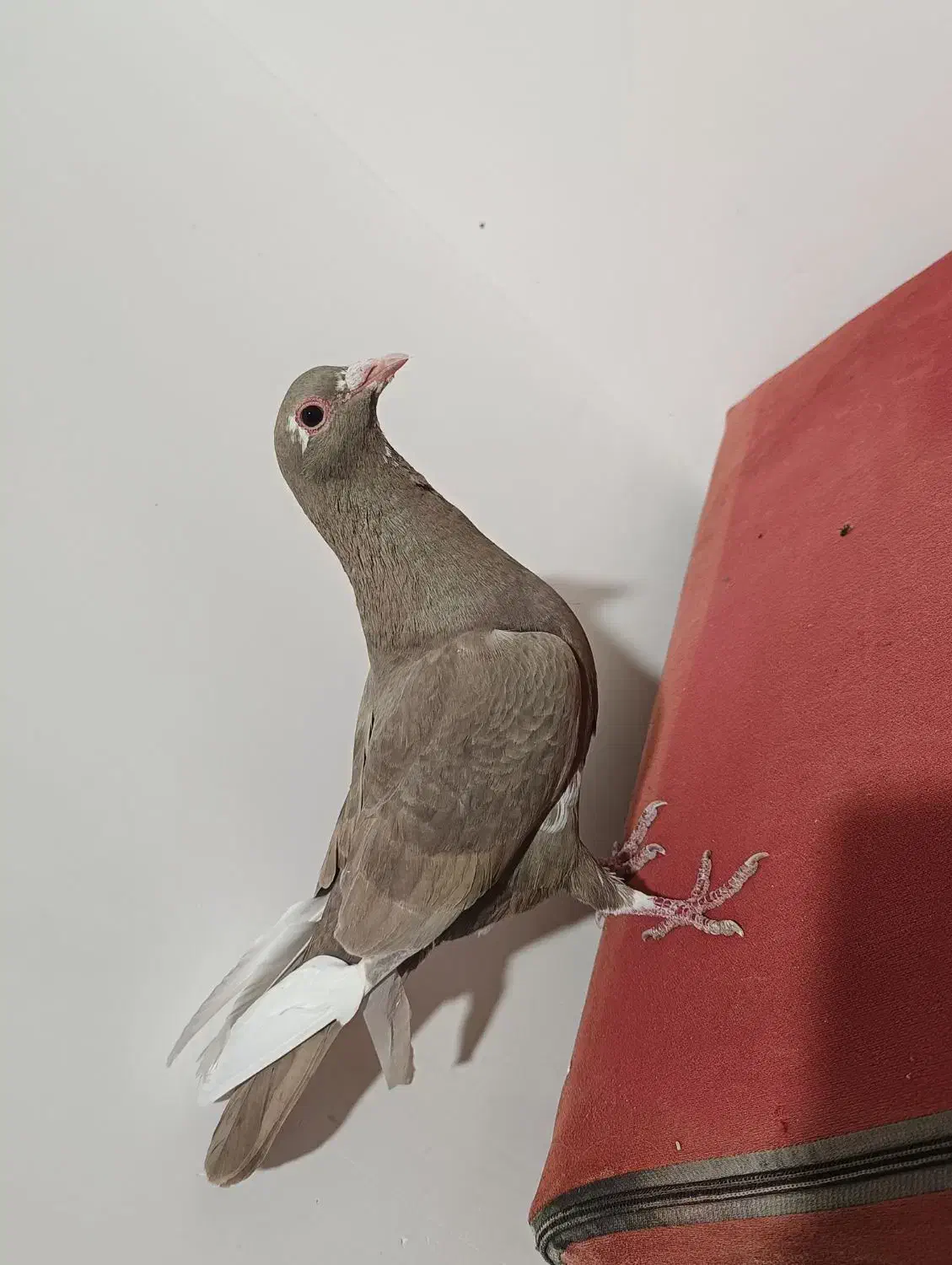 طوقی و پلنگ و زاغ|پرنده|نرماشیر, |دیوار