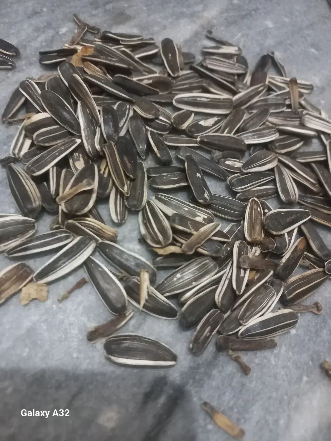 تخمه دور سفید طرح چینی|عمده‌فروشی|تاکستان, |دیوار