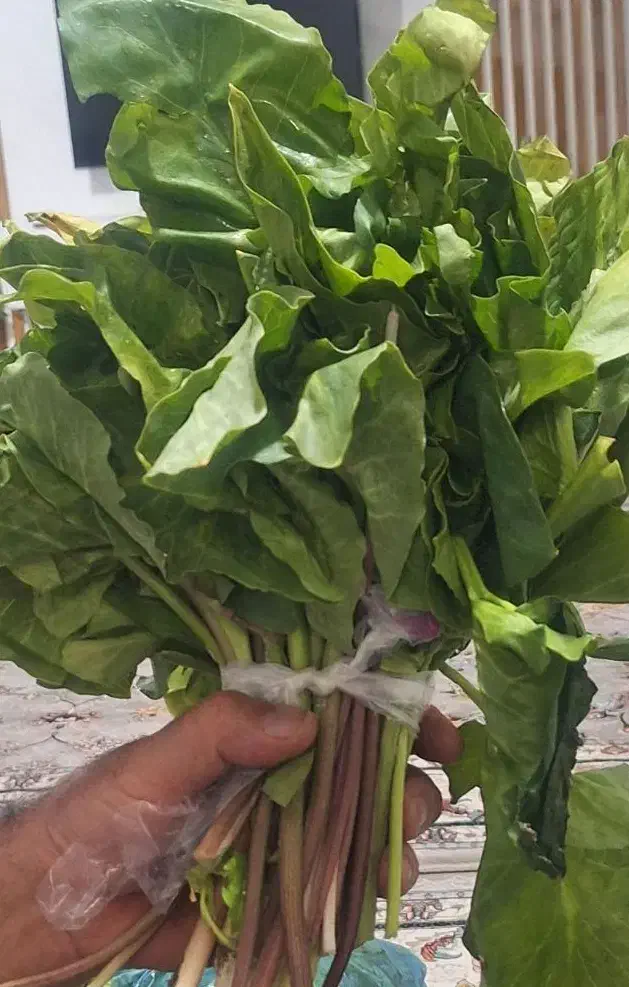 هاز|خوردنی و آشامیدنی|سریش آباد, |دیوار