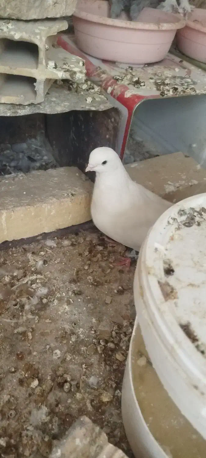 کبوتر|پرنده|حمیدیا, |دیوار