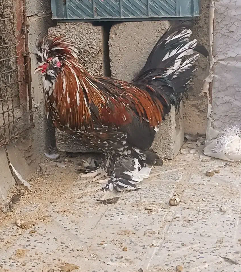 خروس سلطان اصیل دستگاه جوجه کشی|حیوانات مزرعه|کرمانشاه, |دیوار
