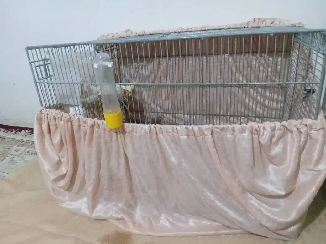 عروس هلندی مولد|پرنده|وحیدیه, |دیوار