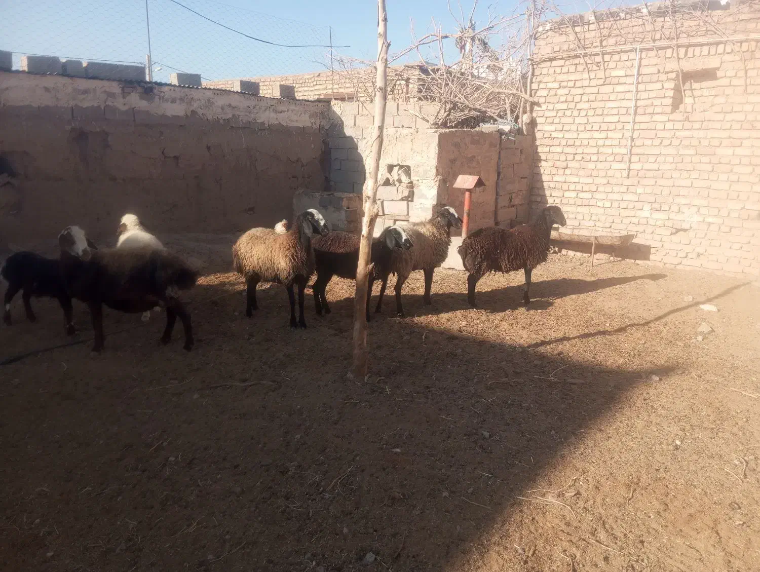 کاور تقلی آبستن|حیوانات مزرعه|قاسمآباد (خواف), |دیوار