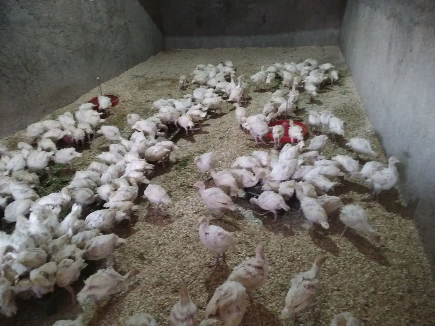 بوقلموون،بیوتی6|حیوانات مزرعه|اصفهان, رهنان|دیوار