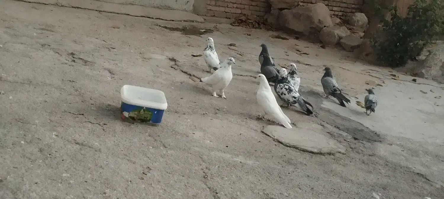 کبوتر|پرنده|فارسان, |دیوار