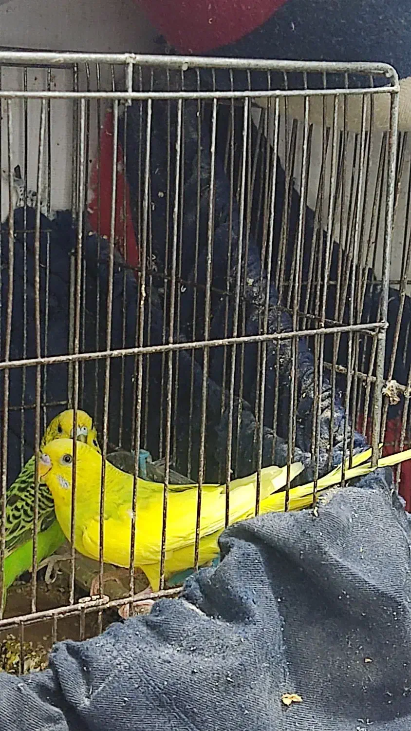 فروش دوجفت مرغ عشق و دوعدد فیشر|پرنده|رشت, جماران|دیوار