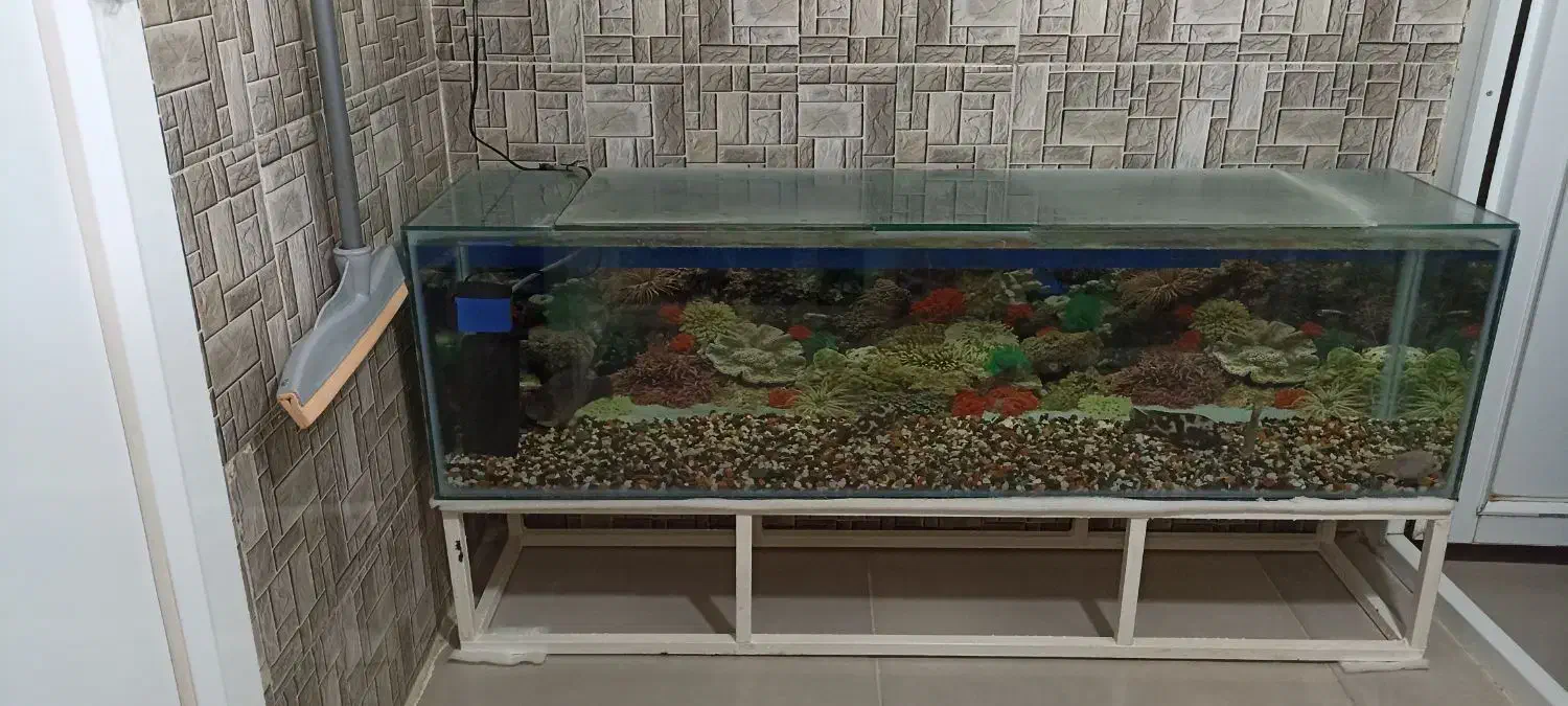 آکواریوم بزرگ همراه ماهی و اکسیژن|ماهی|دهگلان, |دیوار