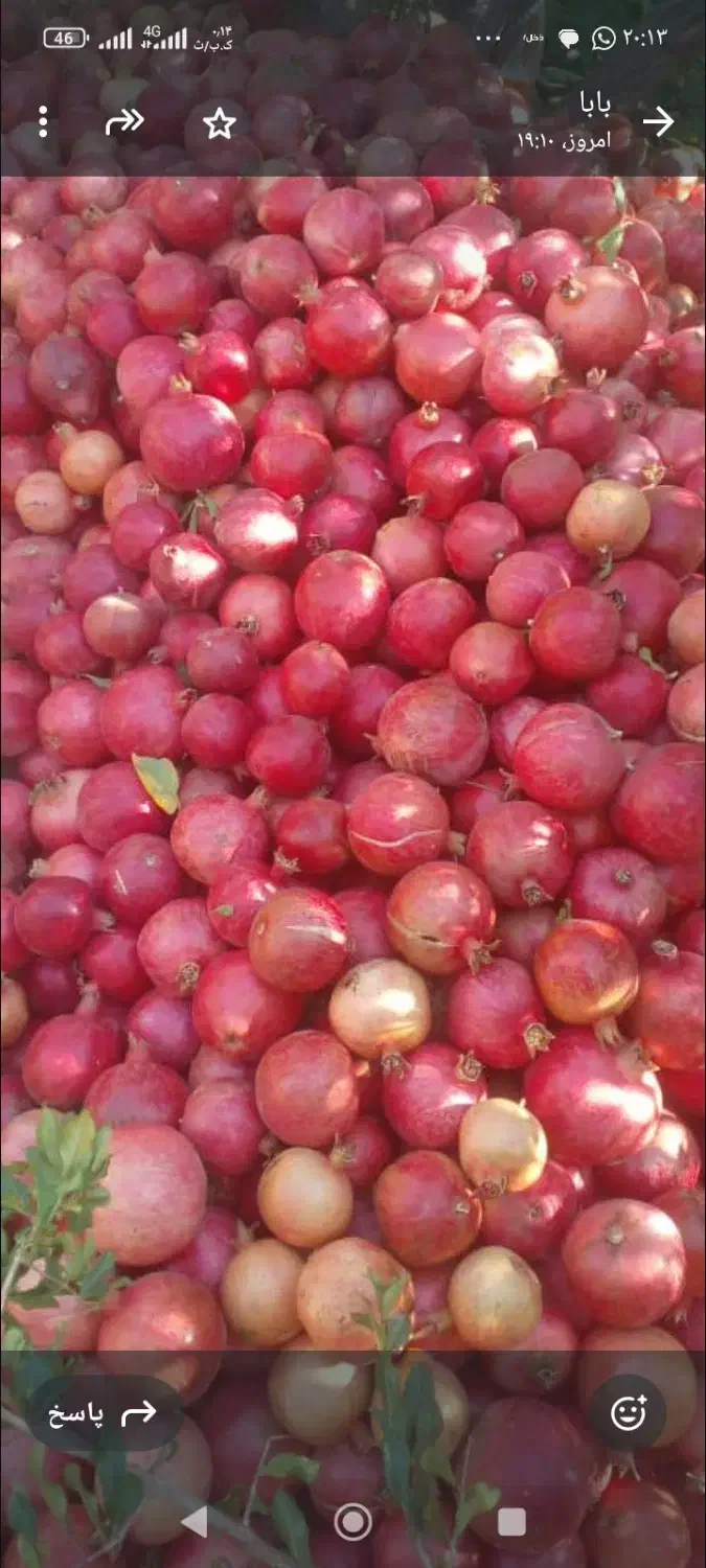 فروش انار|عمدهفروشی|بختگان, |دیوار