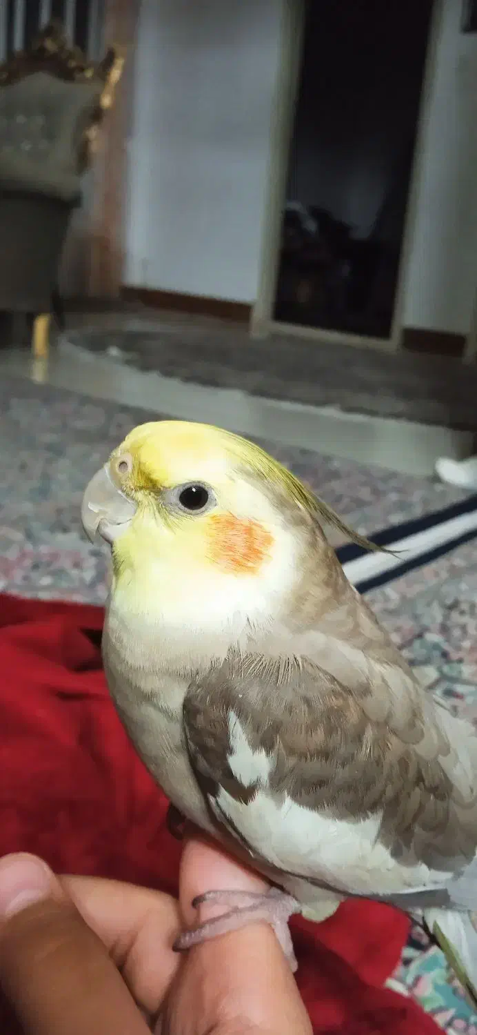 گمشده|حیوانات|یزد, |دیوار