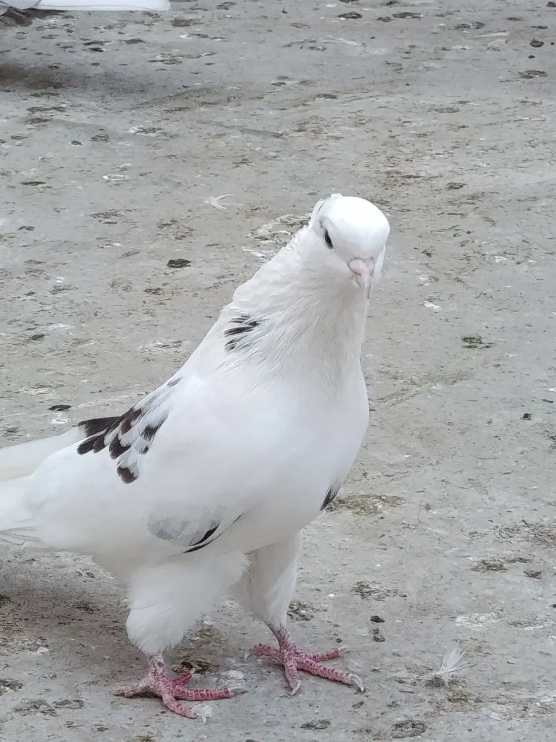 کفتر سفید کاکولی مهر خالپیس  کاکولی|پرنده|گرگان, |دیوار