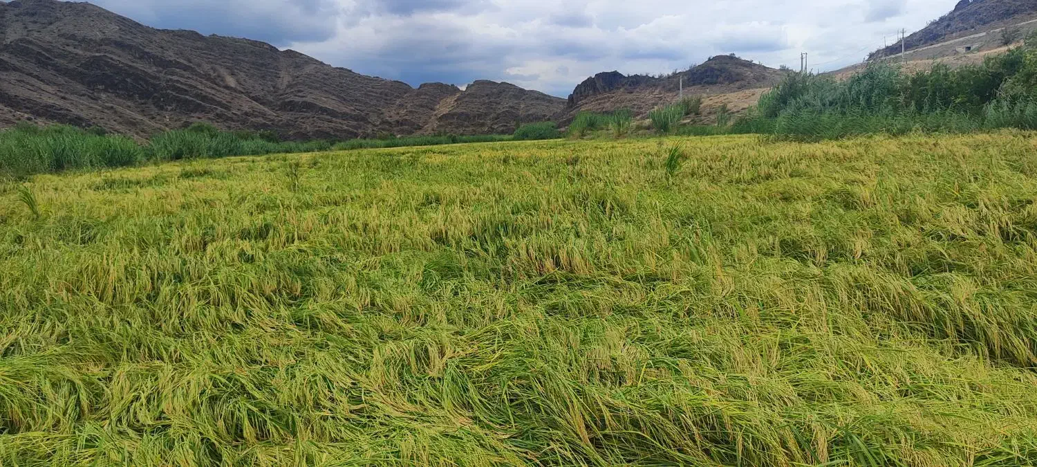 برنج هاشمی دره رود مغان|خوردنی و آشامیدنی|انگوت, |دیوار