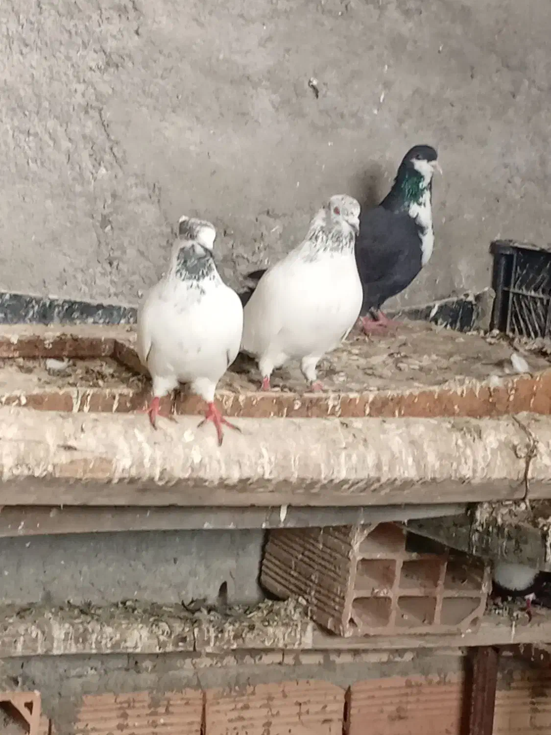 کبوتر همه سالم به زمانت|پرنده|قرق, |دیوار